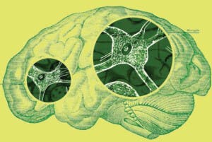 Hay células que protegen tu cerebro, pero también otras pueden atacarlo
