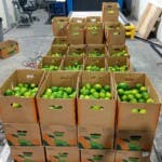 Autoridades incautan 162 limones falsos con 10 kg de cocaína