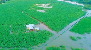 Lluvias dañan 4 mil tareas de arroz en Dajabón