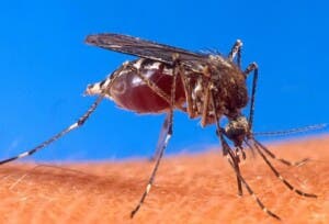 RD mantiene el dengue bajo control, a pesar del aumento regional