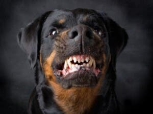 Perro agrede niño de 2 años en Santiago y desfigura rostro