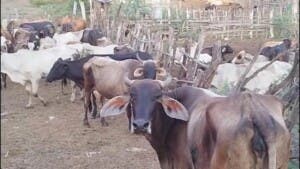 Insólito: roban 26 vacas en un día en Hato Mayor Insólito: roban 26 vacas en un día en Hato Mayor