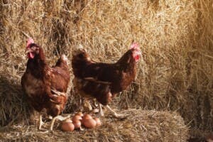 Descubre por qué alquilar gallinas se convierte en tendencia en EE.UU.