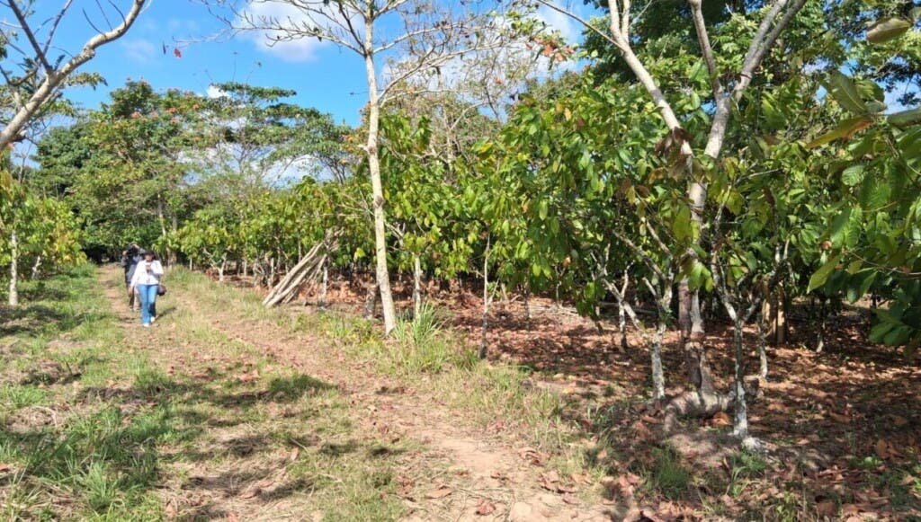 Parte de los terrenos adquiridos por la Barrick para la reubicación de las familias en Zambrana./Foto Ramón Salcedo Soto