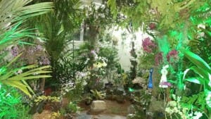 La belleza de las Orquídeas engalana el Jardín Botánico Nacional