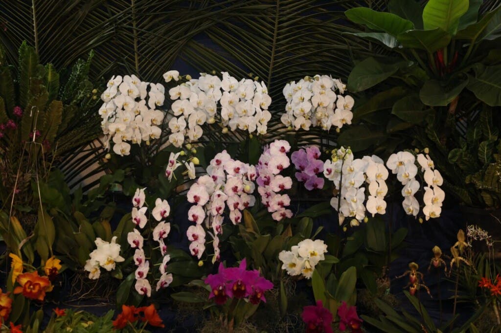 Orquídeas de la exposición en Jardín Botánico Nacional/Foto Alberto Calvo