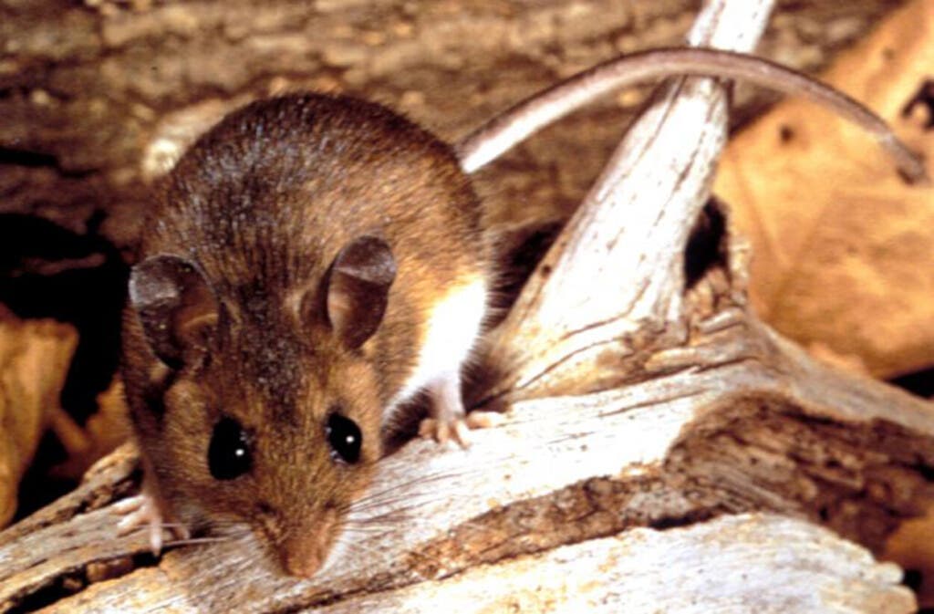 La víctima, esposa de un trabajador rural en la ciudad chaqueña de Presidencia Roque Sáenz Peña, falleció tras presentar síntomas compatibles con hantavirus, dijo a EFE un portavoz del Ministerio de Salud de la provincia.