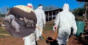 Alarma en Dajabón: Misteriosa enfermedad provoca la muerte de decenas de cerdos en El Pino