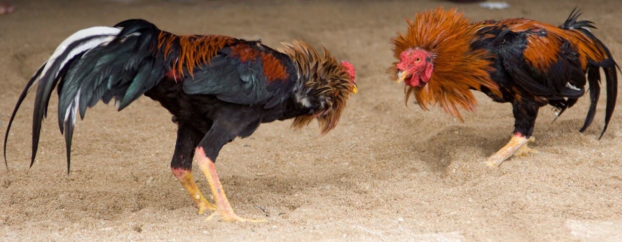 Detienen en NJ 48 personas por participar en peleas de gallos