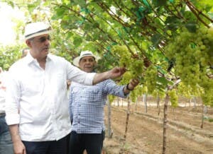 República Dominicana lanza su primera exportación de uva de mesa a EE. UU.