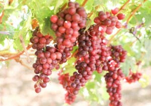 Una nueva era para la uva de mesa: 31 millones en apoyo a productores de Neiba