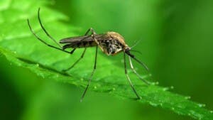 Día Mundial de la Malaria: se avanza hacia la erradicación, pero los desafíos persisten