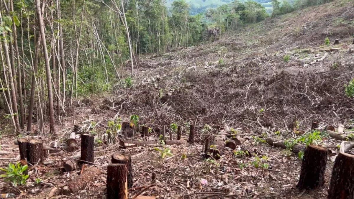Denuncian río El Naranjo está siendo deforestado