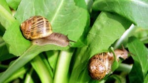 Rara especie de caracol arbóreo sale de la extinción