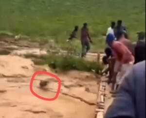Dos hombres salvan vaca de morir ahogada en río Tireo crecido por lluvias