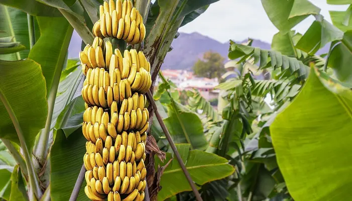 Drama bananeros