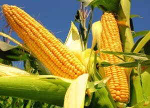 La revolución del maíz: las primeras huellas de cómo el cereal de América lo cambió todo