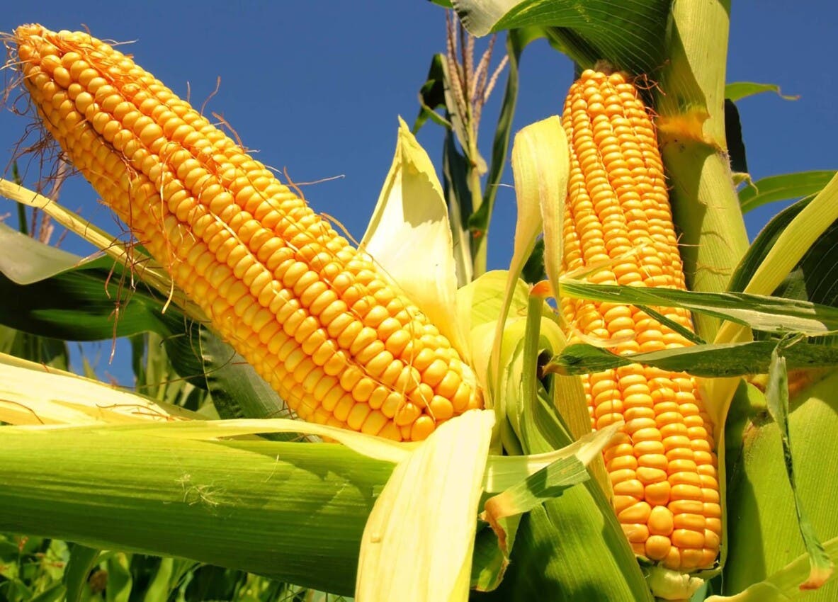 La revolución del maíz: las primeras huellas de cómo el cereal de América lo cambió todo