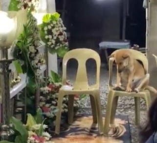 Fidelidad eterna: el emotivo video de un perro junto a su dueña fallecida