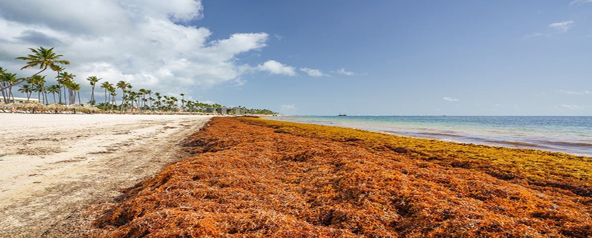 Francia y RD promueven soluciones al sargazo en Congreso One Ocean 2025