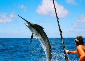 Avances del torneo internacional de pesca al Marlin Blanco en Higüey