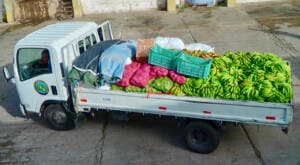 Inespre y bananeros se unen para vender guineos a un peso en todo el país