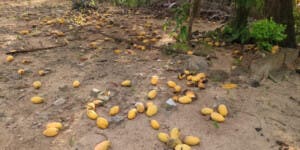Productores de mango en Dajabón denuncian grandes pérdidas por falta de mercado