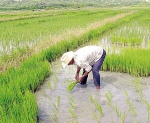 Productores de arroz piden frenar importaciones para proteger su sector