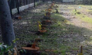 Indignación por tala de 300 árboles en el Centro Olímpico