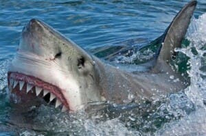 Tiburones en Rockaway-Queens obligan cerrar playas