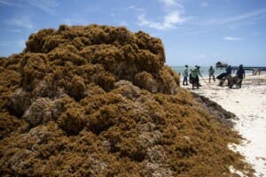 Cómo el sargazo afecta al turismo en Punta Cana y sus soluciones