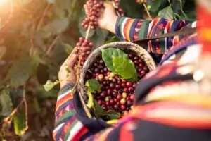 ¿Cómo los aranceles de Trump afectarán el café latinoamericano?
