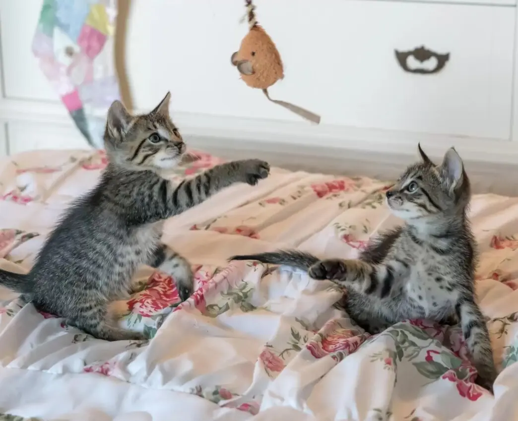 Aumenta el amor hacia los gatos entre las familias dominicanas pobres y ricas