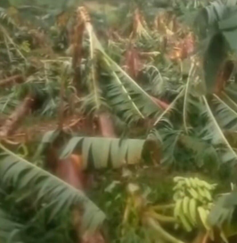 Tornado devasta cultivos de plátano en Montecristi: daños severos
