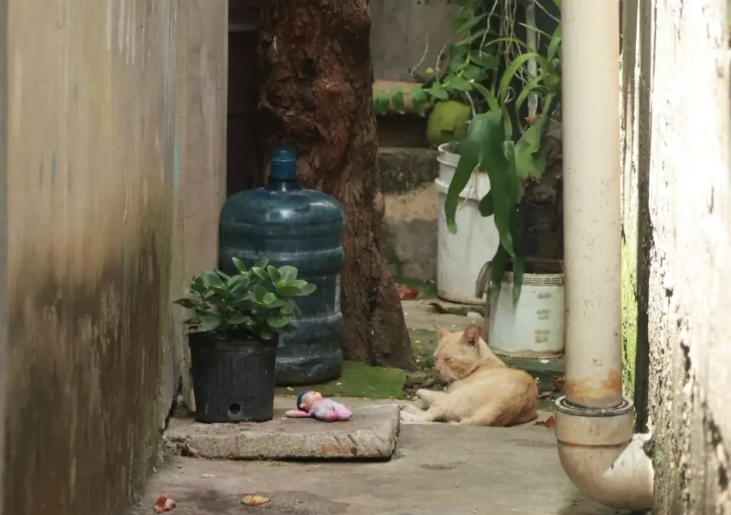 Esta mañana en el pequeño patio de la casa, un gato se mantenía junto a una muñeca abandonada cerca de una maceta y un viejo botellón de agua, símbolo del vacío que dejó la tragedia en el ensanche Isabelita./Foto Alexis Monegro