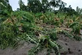 Fuerte ventarrón derriba árboles y cultivos en La Vega