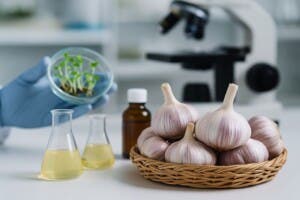 Innovación criolla eleva el ajo dominicano a estándares globales