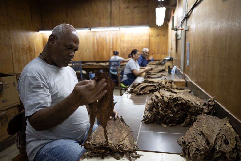 Tabaco de República Dominicana: tradición y éxito económico en exportaciones crecientes