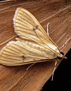 Mariposas únicas: Dos nuevas especies en República Dominicana