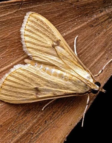 Mariposas únicas: Dos nuevas especies en República Dominicana