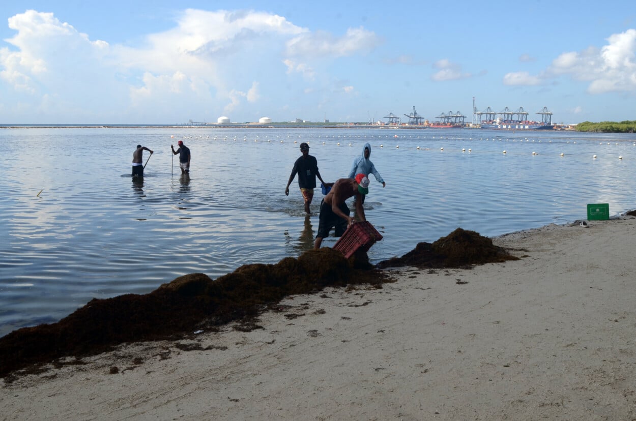 Las autoridades toman medidas contra el sargazo y sus estragos