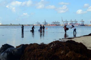 Boca Chica se ahoga en sargazo: el paraíso turístico convertido en un paisaje desolador