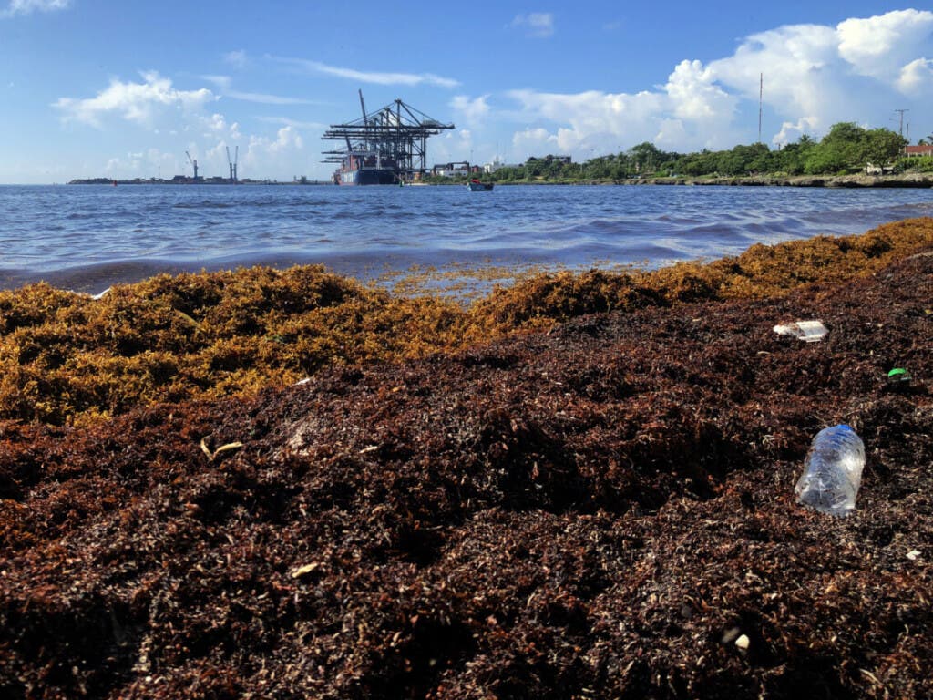  Un panorama desolador se vive en toda el área de la emblemática playa de  Boca Chica debido  a una densa alfombra de sargazo en descomposición que cubre toda la orilla. Estas algas  en grado de descomposición  expiden un hedor nauseabundo   que ahuyenta hasta al más entusiasta de los bañistas y dificulta  las actividades económicas de cientos de negocios del lugar. La foto fue tomada hoy en Andrés./Foto  
Jorge González