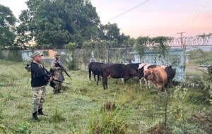 Ejército recupera 9 reses robadas en Dajabón: ¡conoce los detalles! Ejército recupera 9 reses robadas en Dajabón: ¡conoce los detalles!