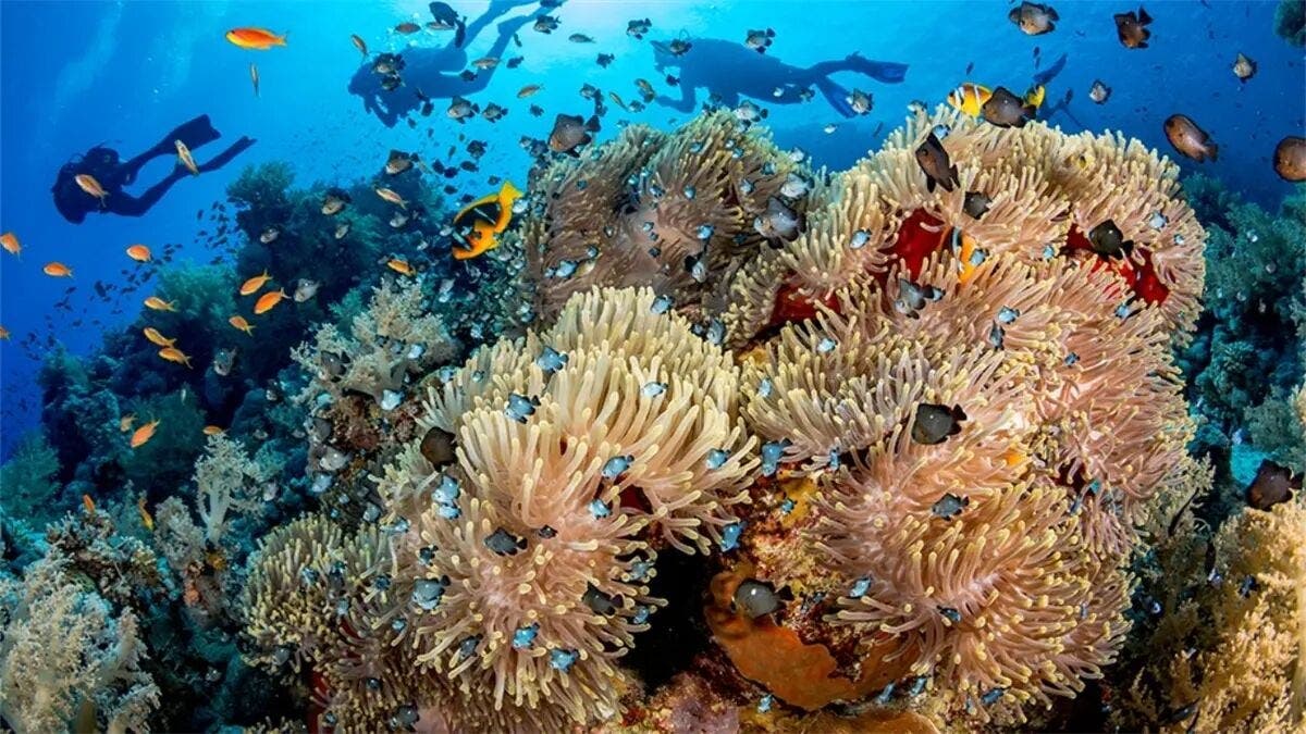 El 70 % de los arrecifes del Atlántico occidental dejarán de crecer en 2040 por el cambio climático