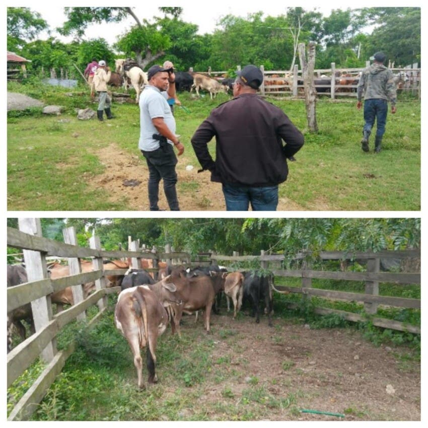 ¡Preso! Hombre sorprendido trasladando 11 vacas robadas en Hato Mayor