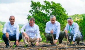 ¿Cuánto producirá la nueva Cosecha Tabacalera de República Dominicana?