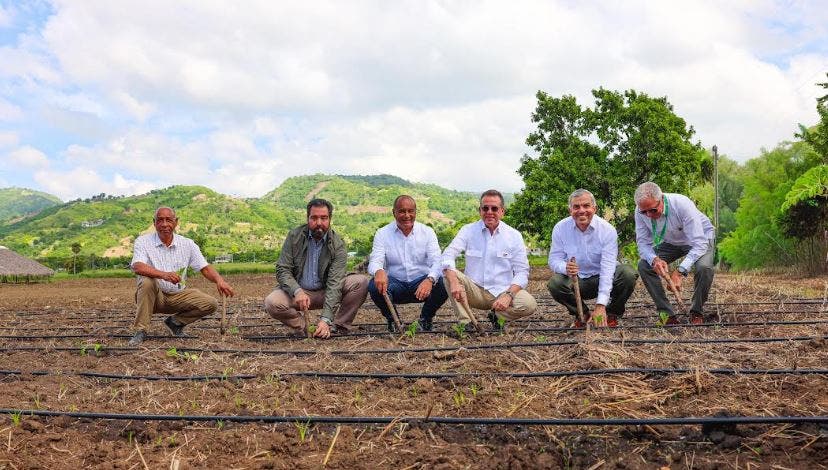 ¿Cuánto producirá la nueva Cosecha Tabacalera de República Dominicana?
