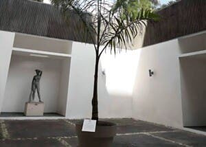 Cultura anula premio de la Bienal Nacional a palma: ¿Por qué?