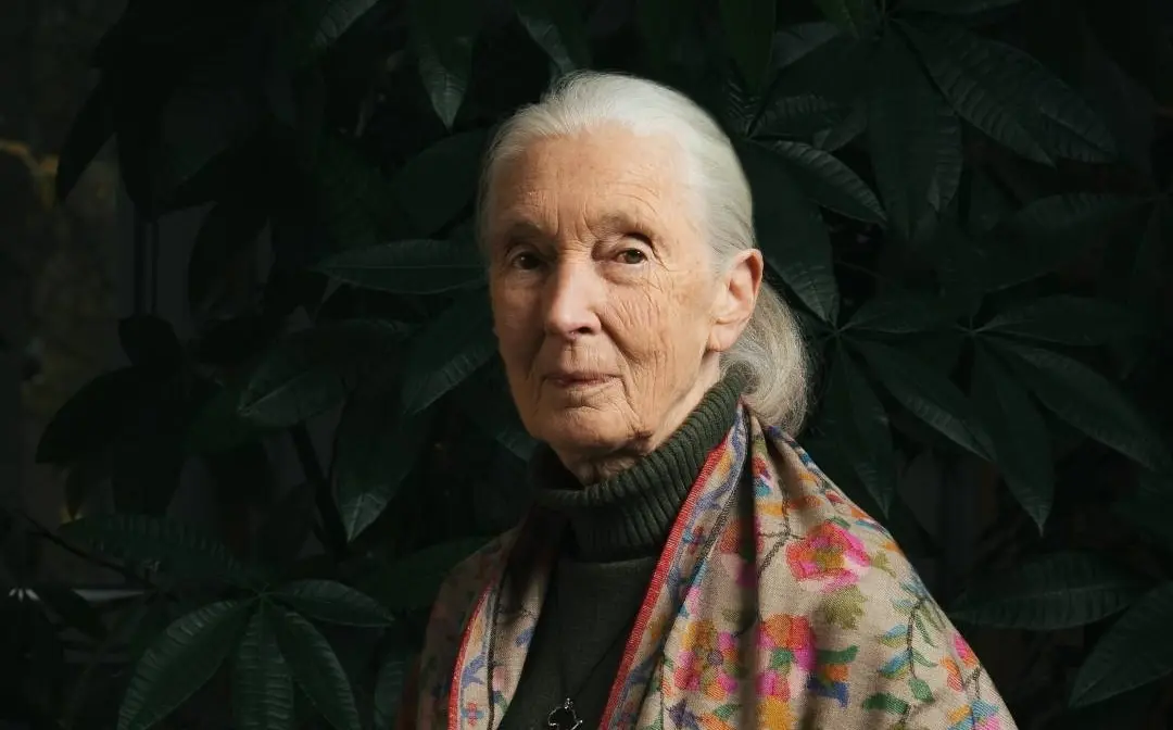 Fallece a los 91 años Jane Goodall, la mayor experta mundial en chimpancés
